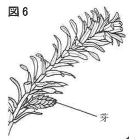 ※図6