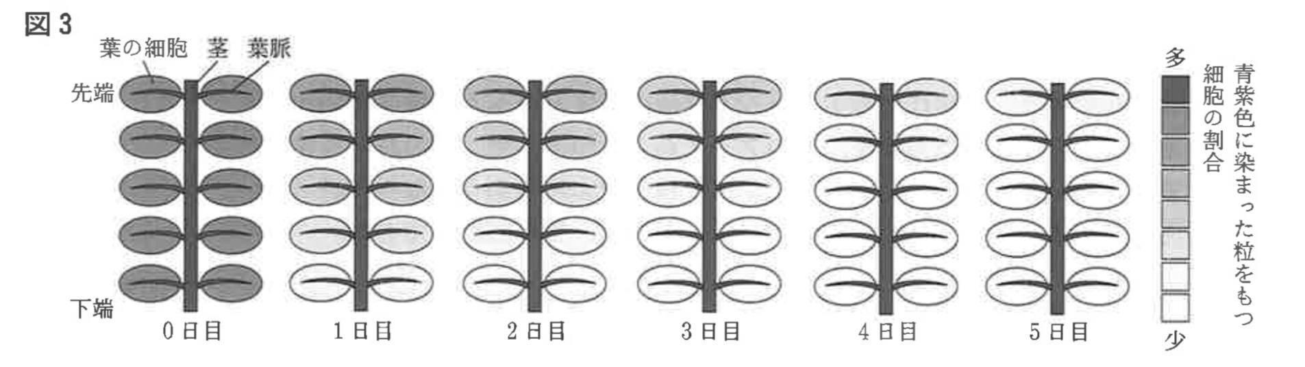 ※図3